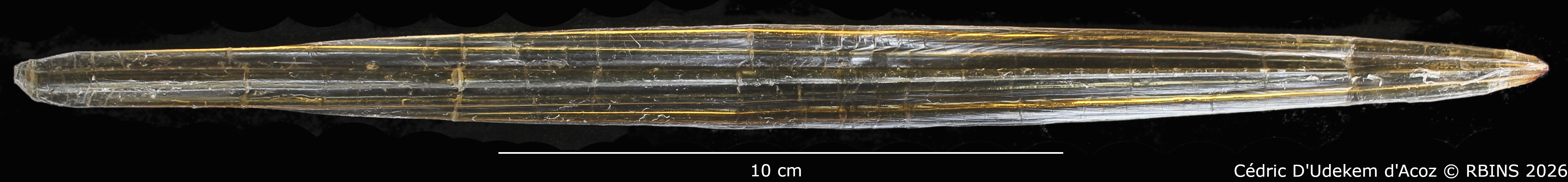 Loligo spectrum Pfeffer, 1884(cuttlebone dorsal).jpg