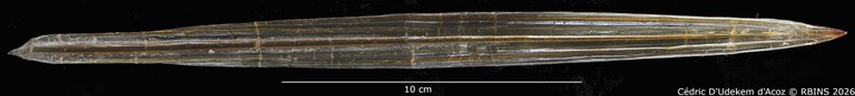 Loligo spectrum Pfeffer, 1884(cuttlebone ventral).jpg