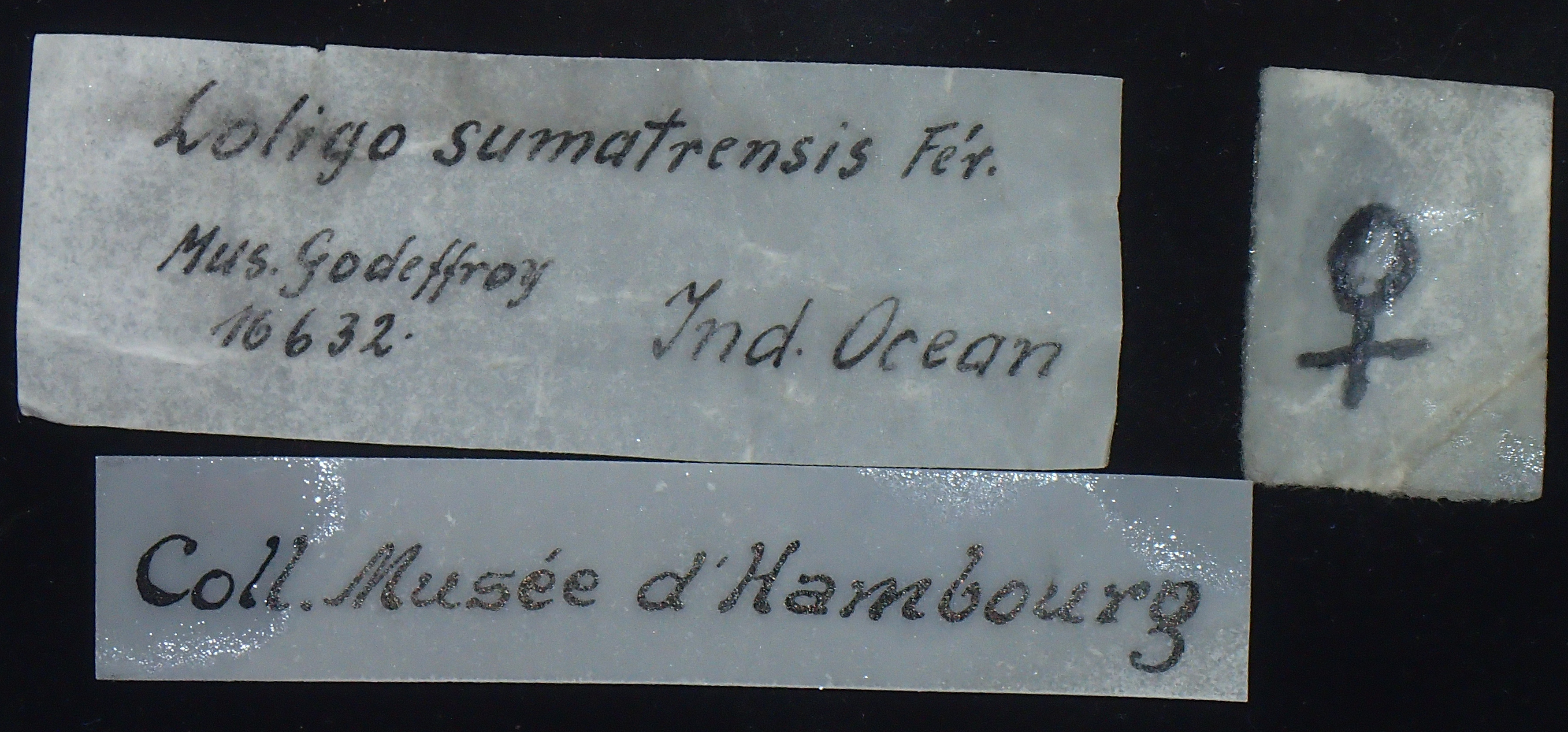 Label.JPG
