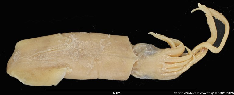Loligo sumatrensis A. d'Orbigny, 1835 .jpg
