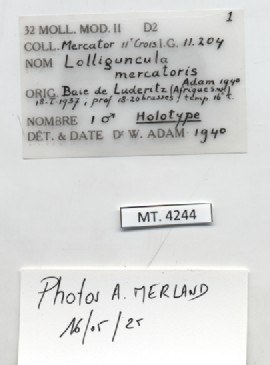 BE-RBINS-INV-MT-4244-Lolliguncula-mercatoris-ht-label.jpg