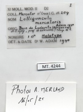 BE-RBINS-INV-MT-4244-Lolliguncula-mercatoris-ht-label.jpg