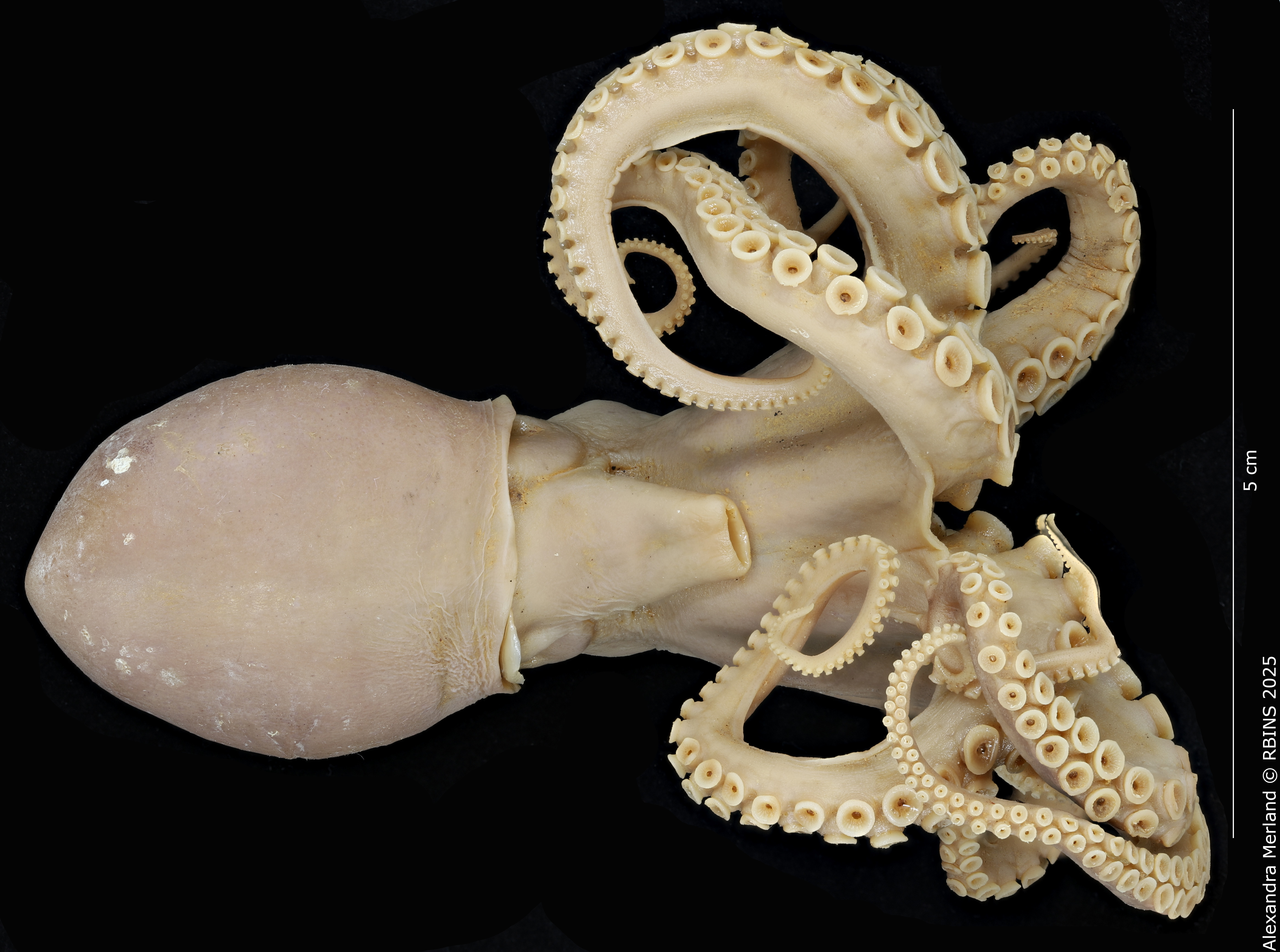 BE-RBINS-INV-INV-185967-Octopus-aegina-nt-back.jpg