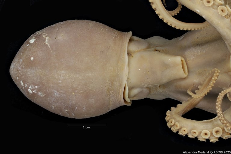 BE-RBINS-INV-INV-185967-Octopus-aegina-nt-backhead.jpg