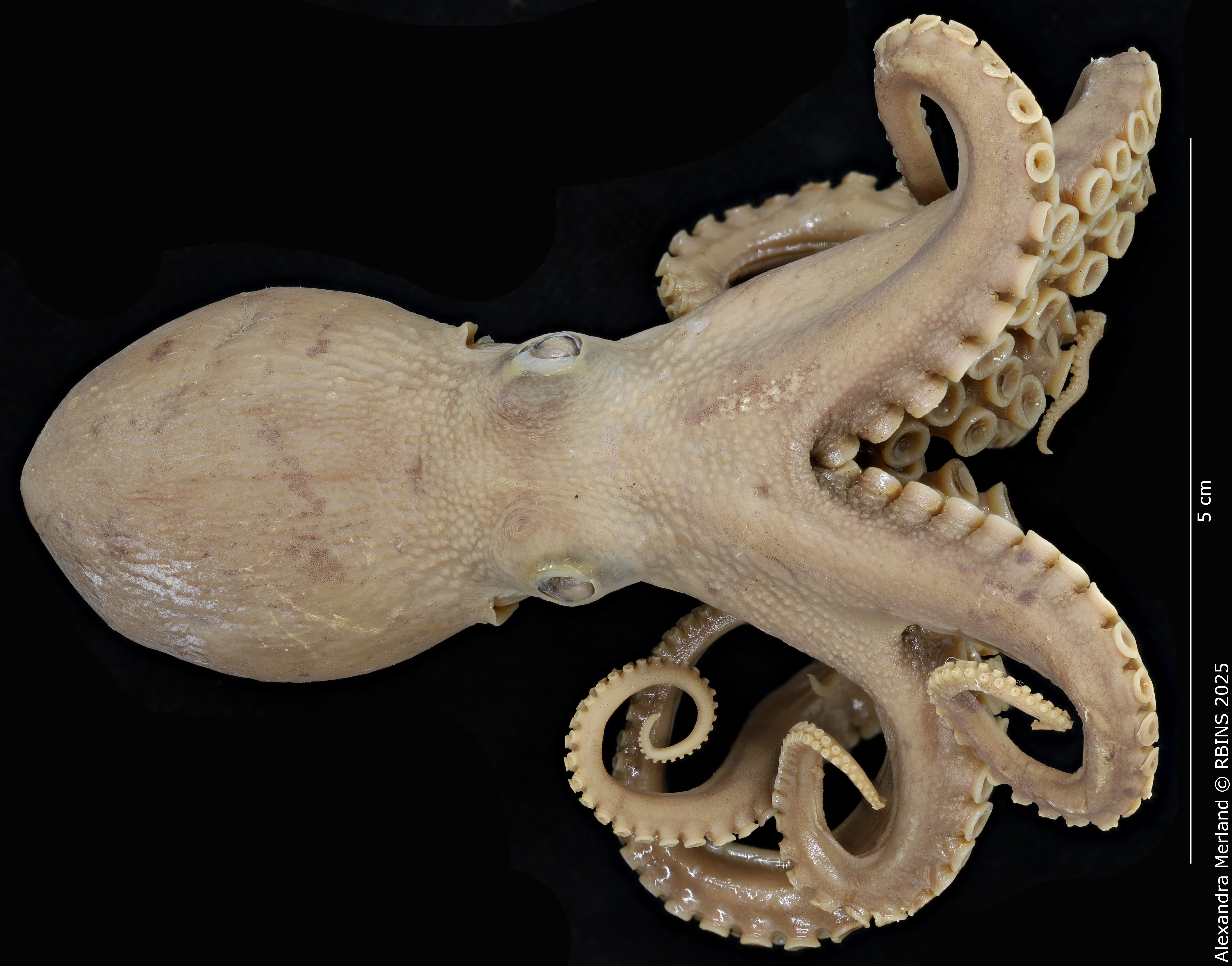 BE-RBINS-INV-INV-185967-Octopus-aegina-nt-face.jpg