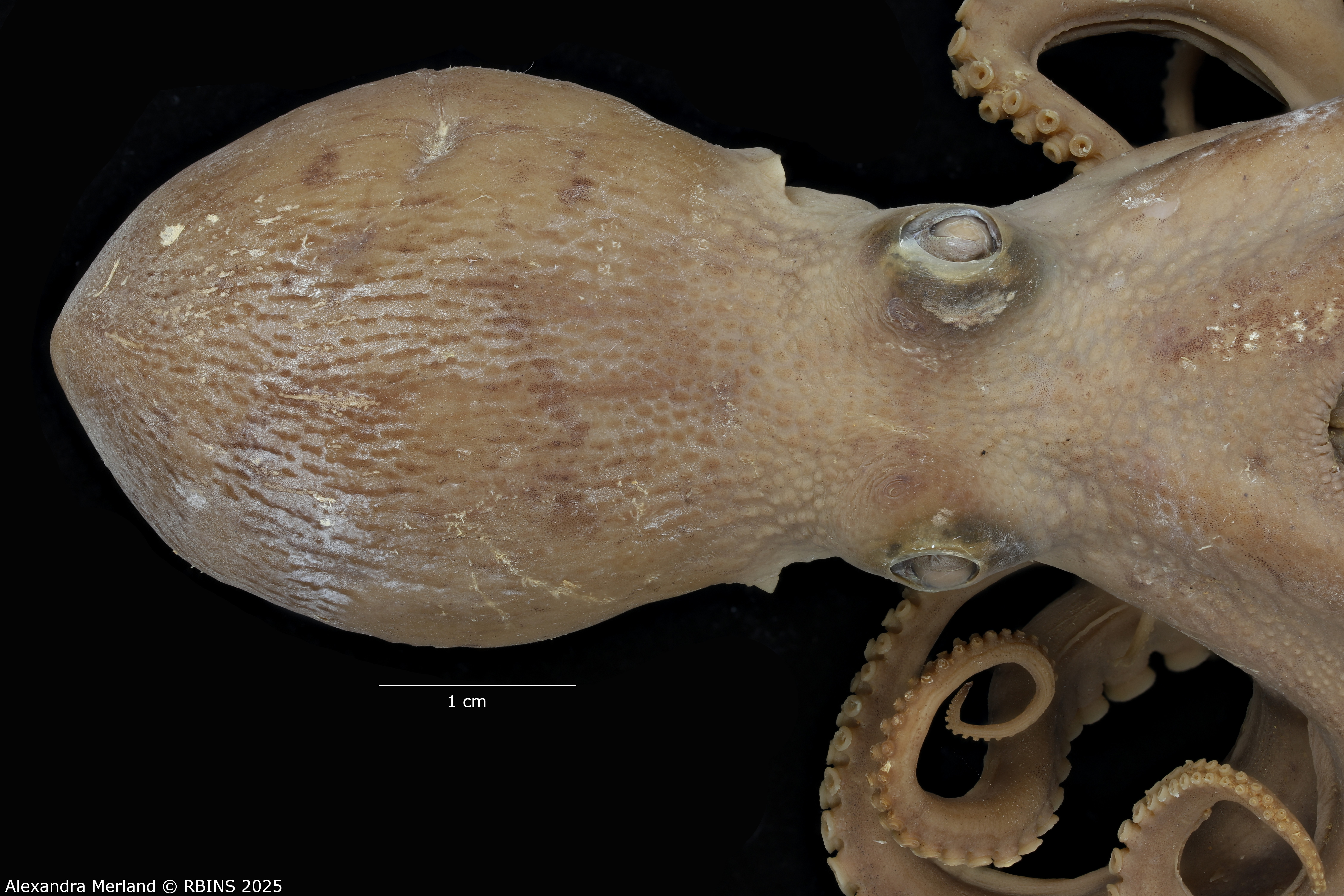 BE-RBINS-INV-INV-185967-Octopus-aegina-nt-head.jpg