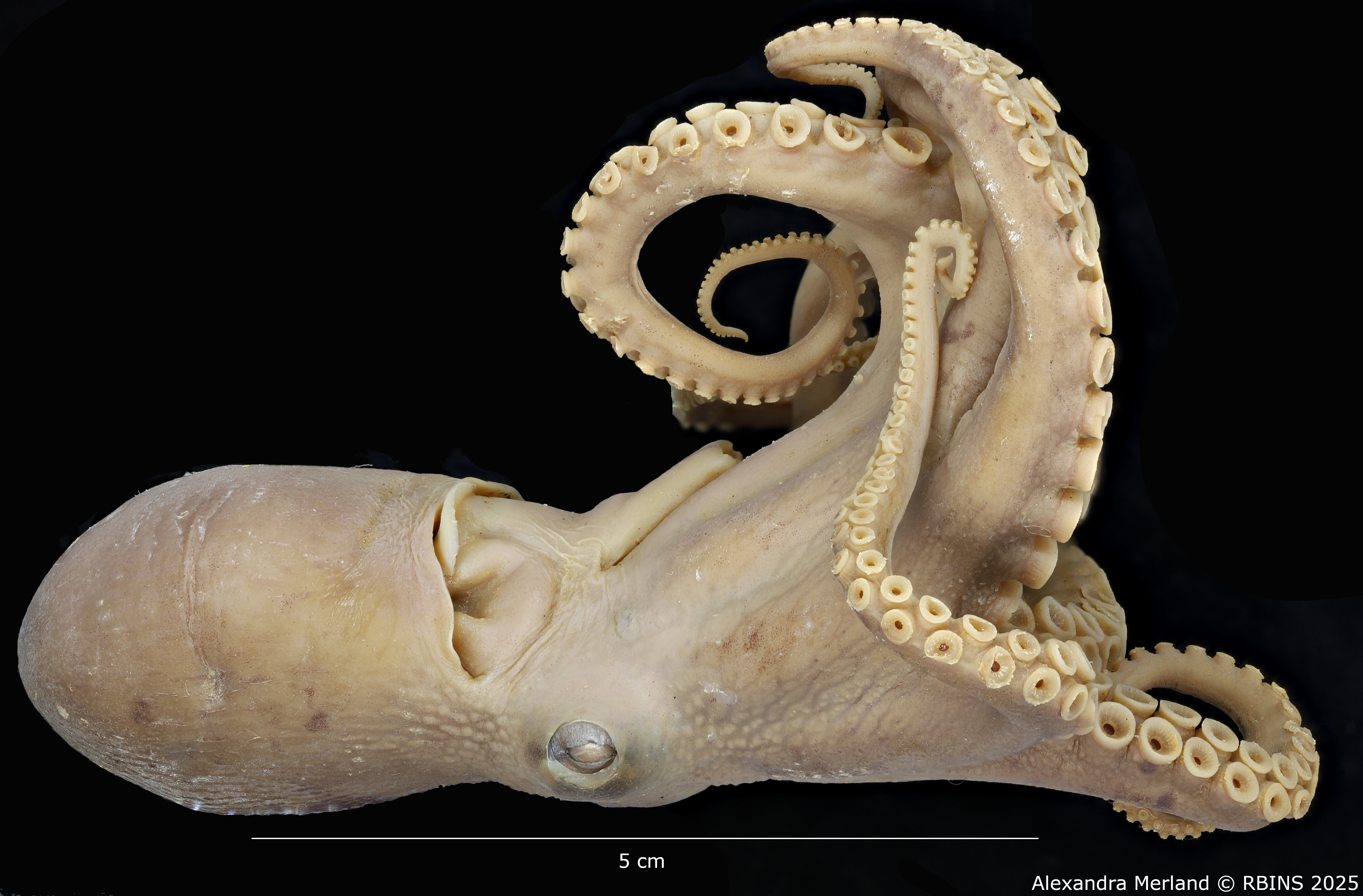 BE-RBINS-INV-INV-185967-Octopus-aegina-nt-side2.jpg