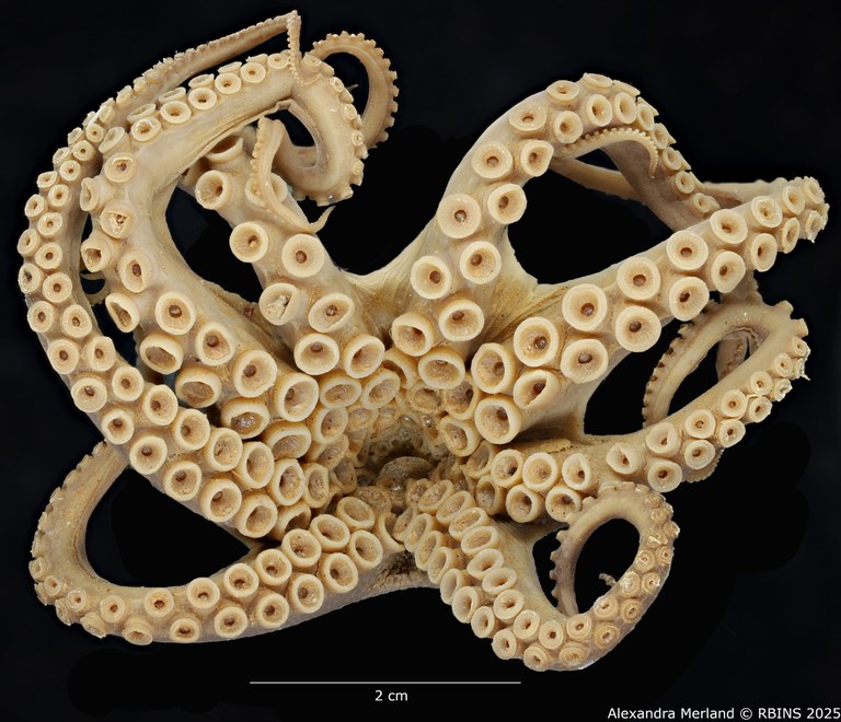 BE-RBINS-INV-INV-185967-Octopus-aegina-nt-tentacles.jpg