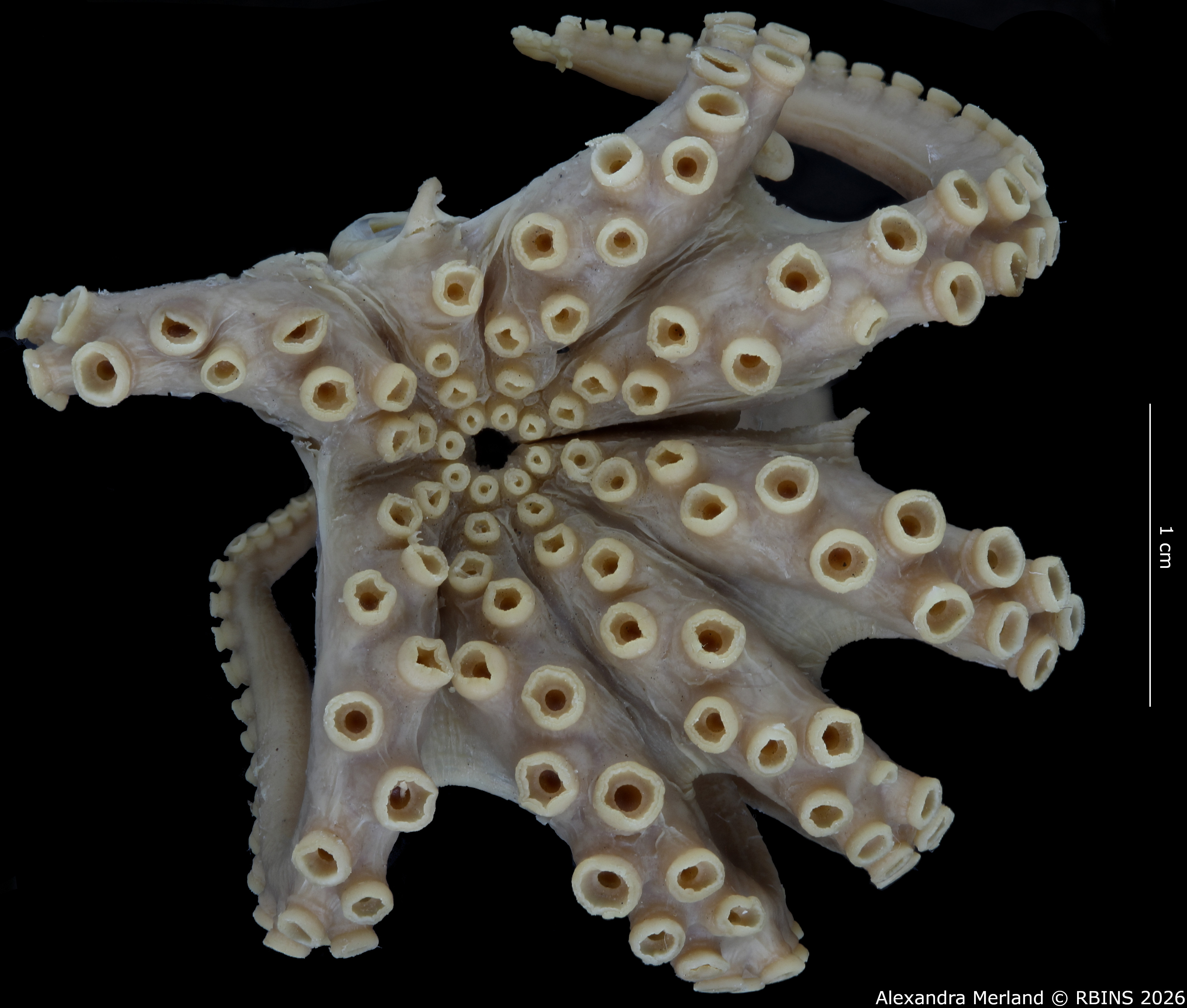 BE-RBINS-INV-MT-4259-Octopus-mercatoris-st-Bottom.jpg