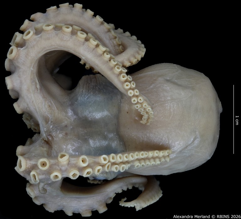 BE-RBINS-INV-MT-4259-Octopus-mercatoris-st-D.jpg