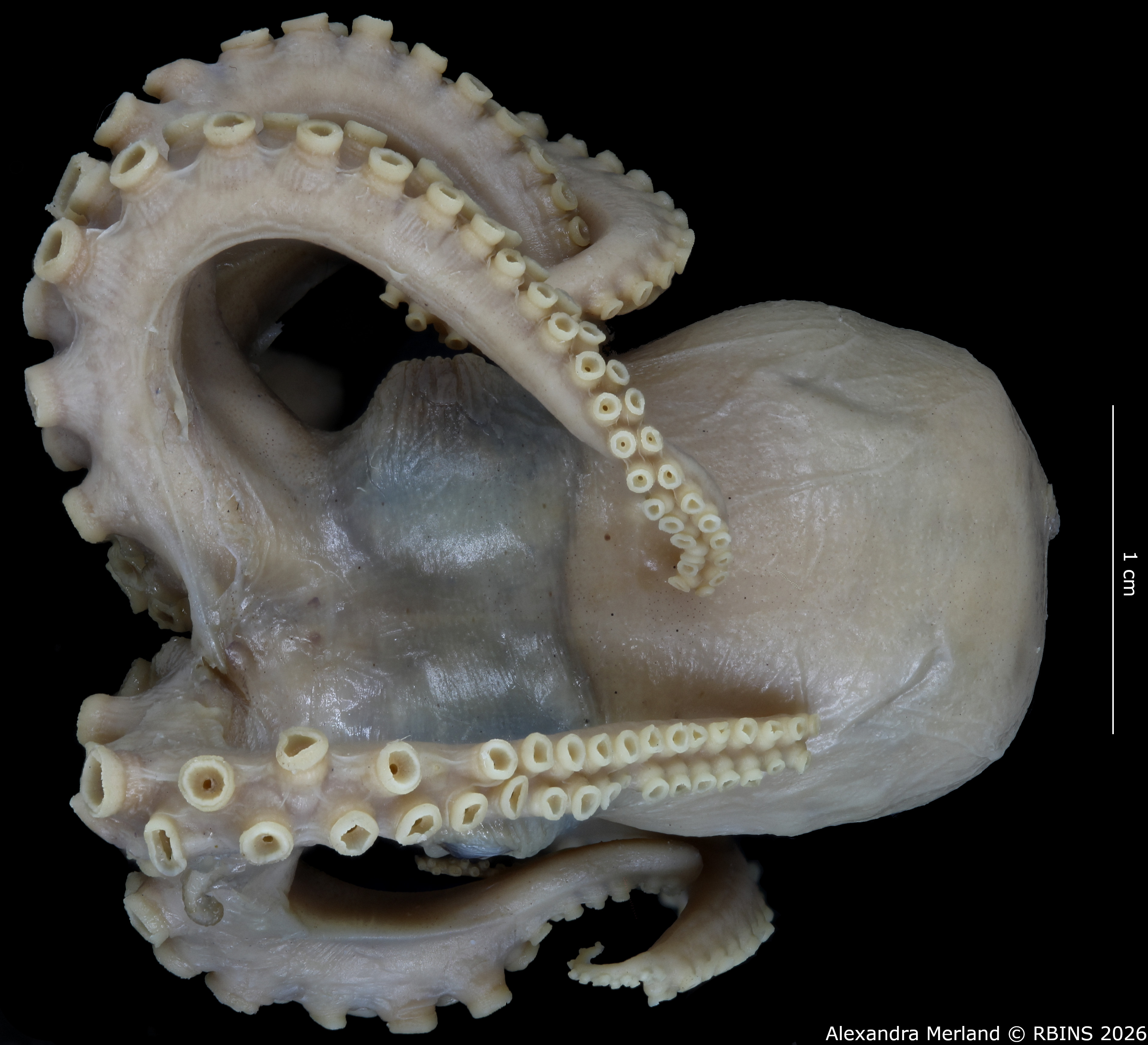 BE-RBINS-INV-MT-4259-Octopus-mercatoris-st-D.jpg