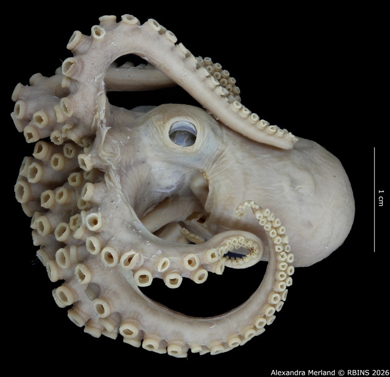 BE-RBINS-INV-MT-4259-Octopus-mercatoris-st-L.jpg