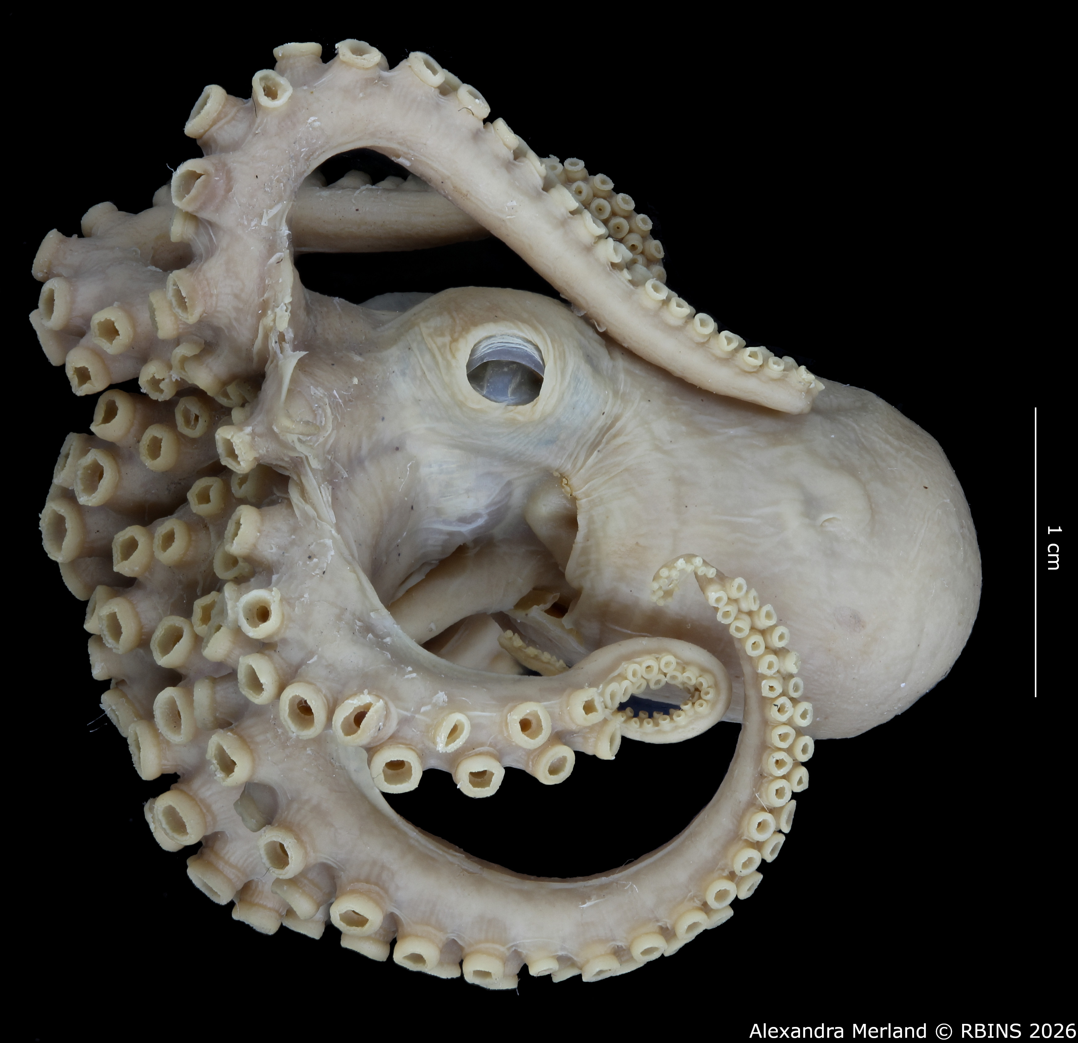BE-RBINS-INV-MT-4259-Octopus-mercatoris-st-L.jpg