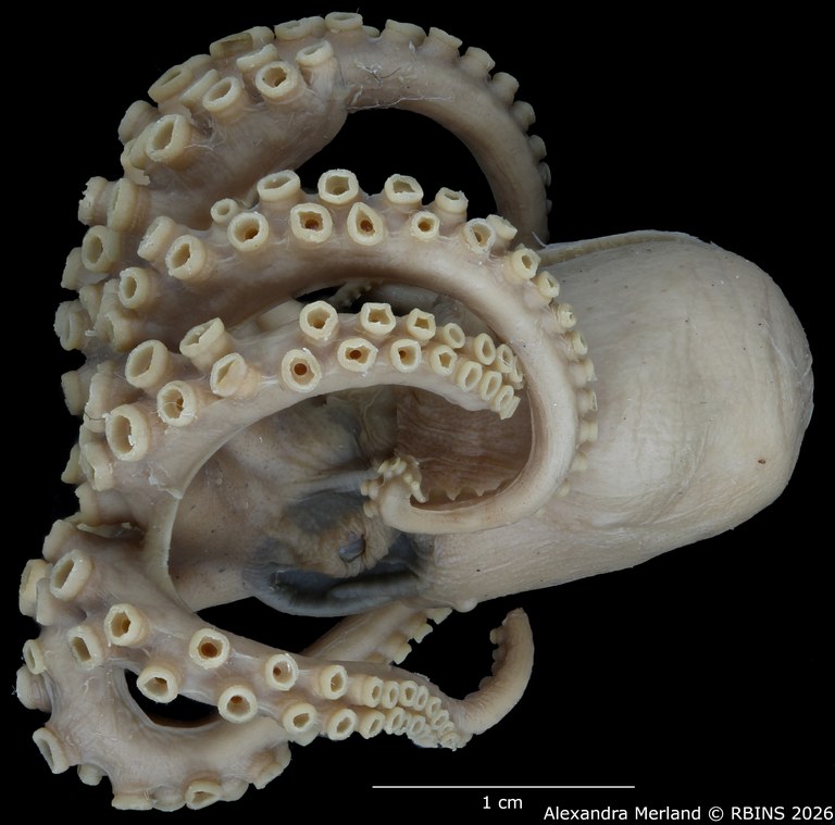 BE-RBINS-INV-MT-4259-Octopus-mercatoris-st-L2.jpg