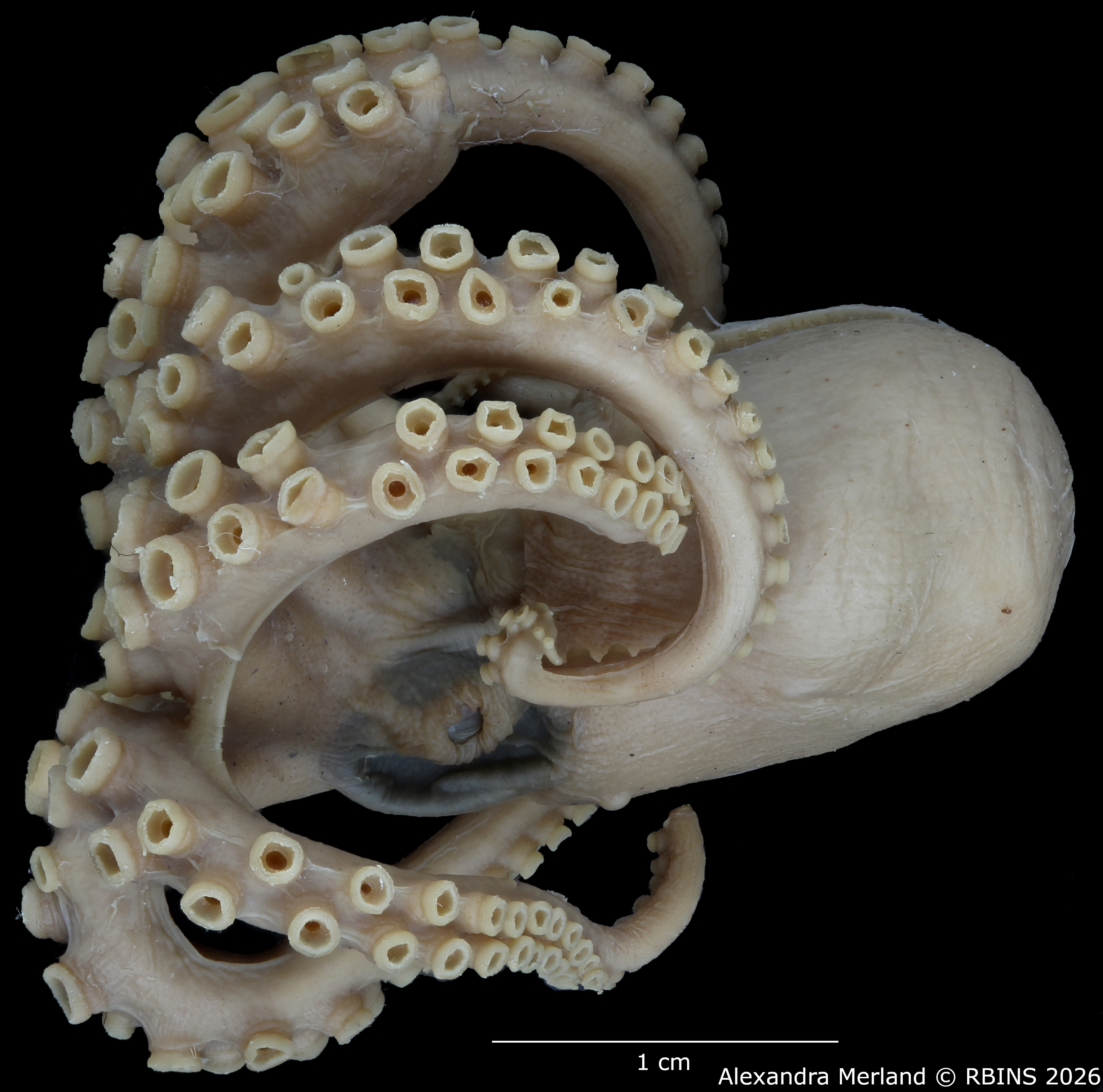 BE-RBINS-INV-MT-4259-Octopus-mercatoris-st-L2.jpg