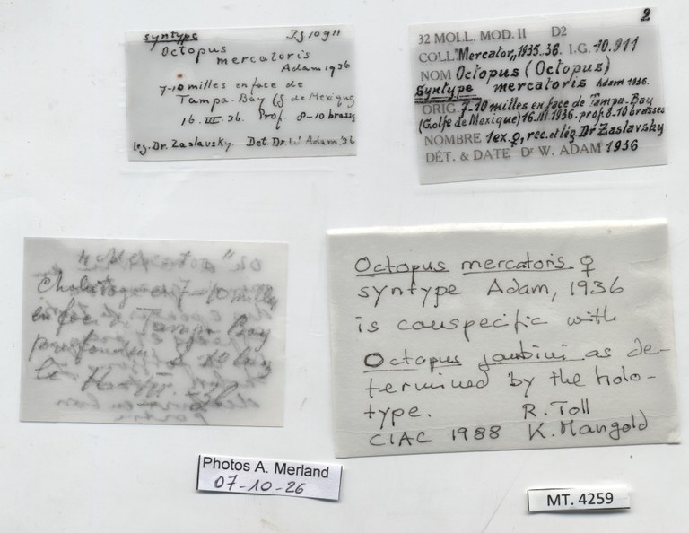 BE-RBINS-INV-MT-4259-Octopus-mercatoris-st-label.jpg
