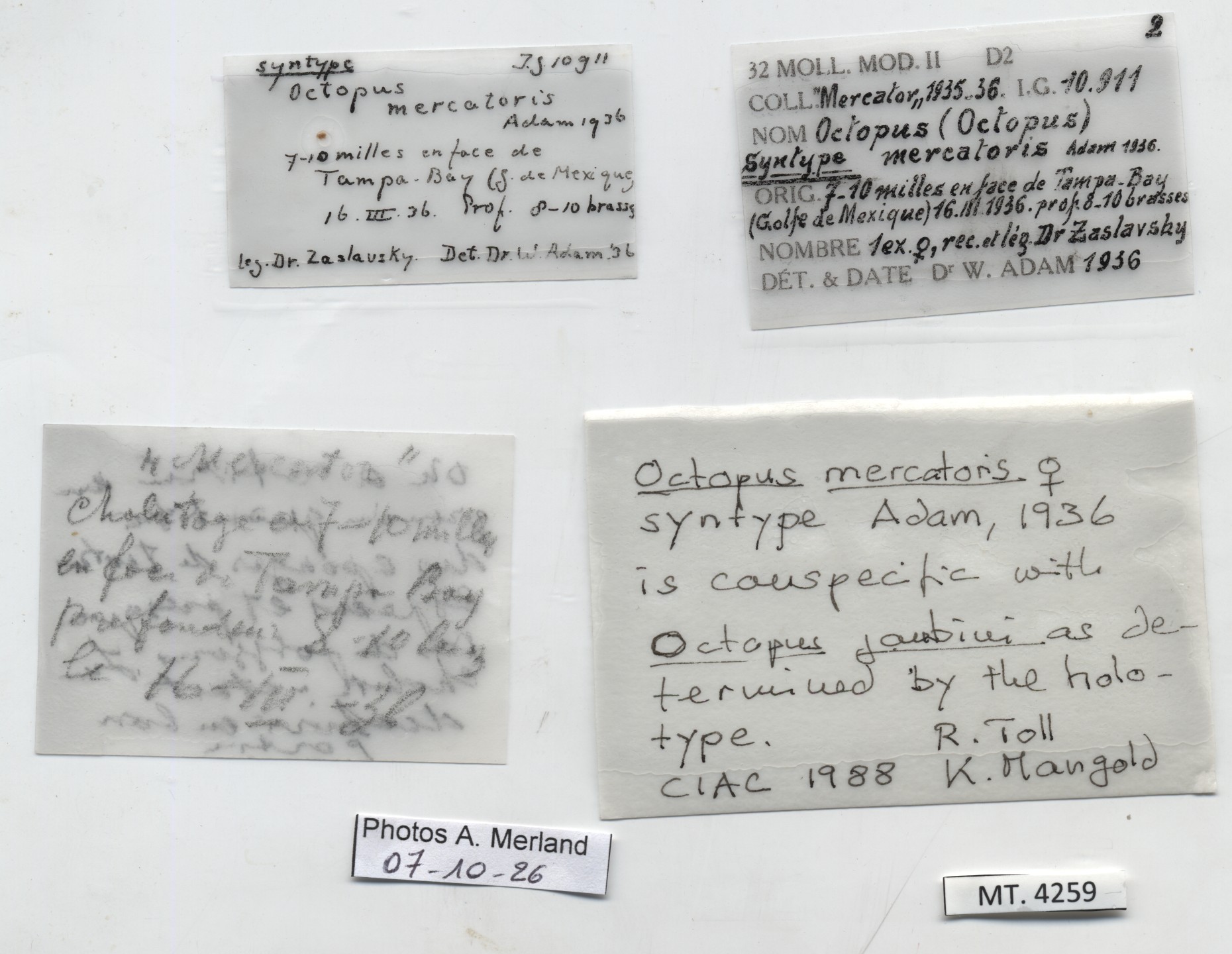 BE-RBINS-INV-MT-4259-Octopus-mercatoris-st-label.jpg