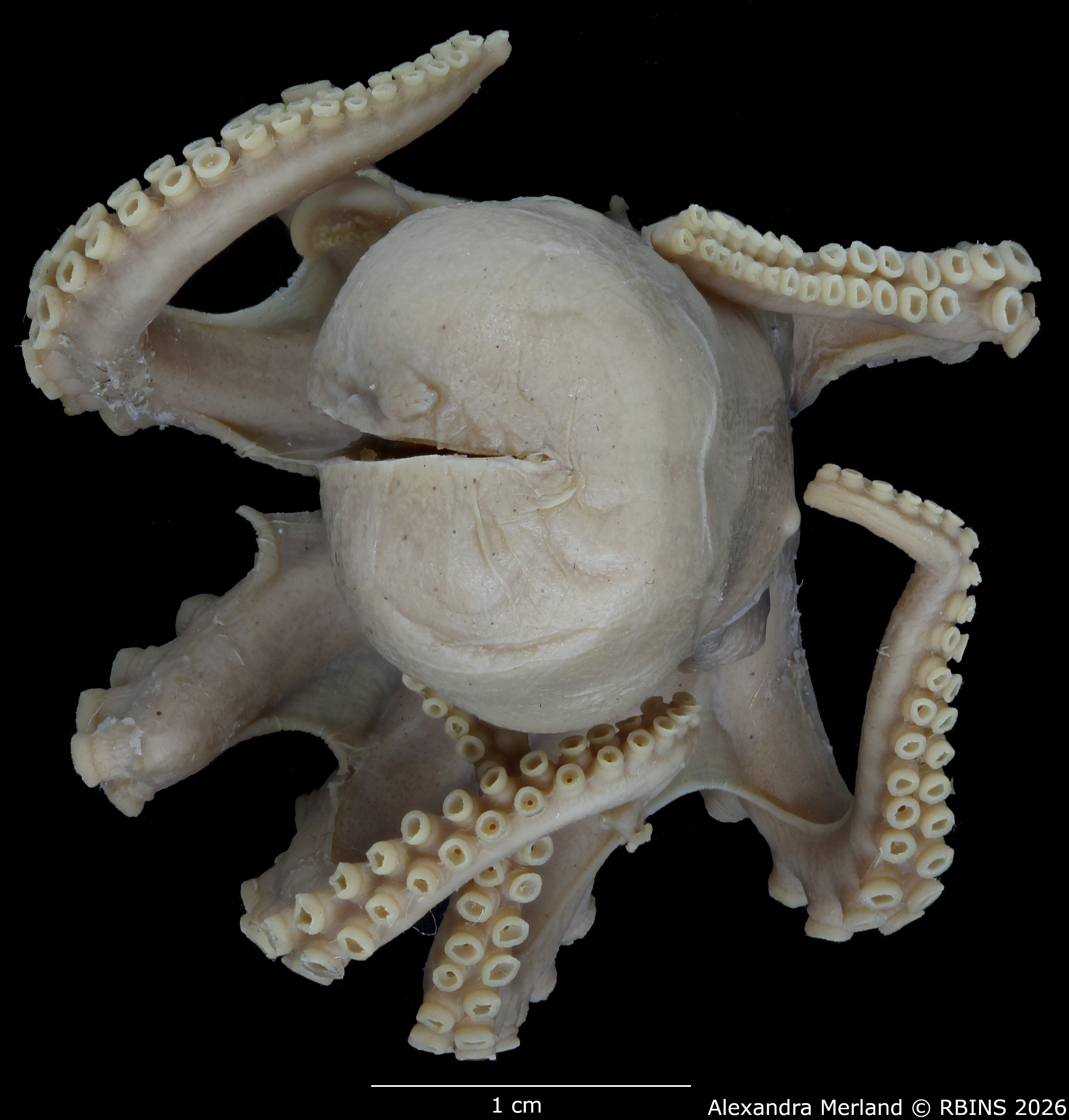 BE-RBINS-INV-MT-4259-Octopus-mercatoris-st-Tophead.jpg