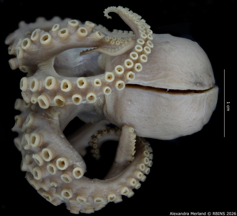 BE-RBINS-INV-MT-4259-Octopus-mercatoris-st-V.jpg