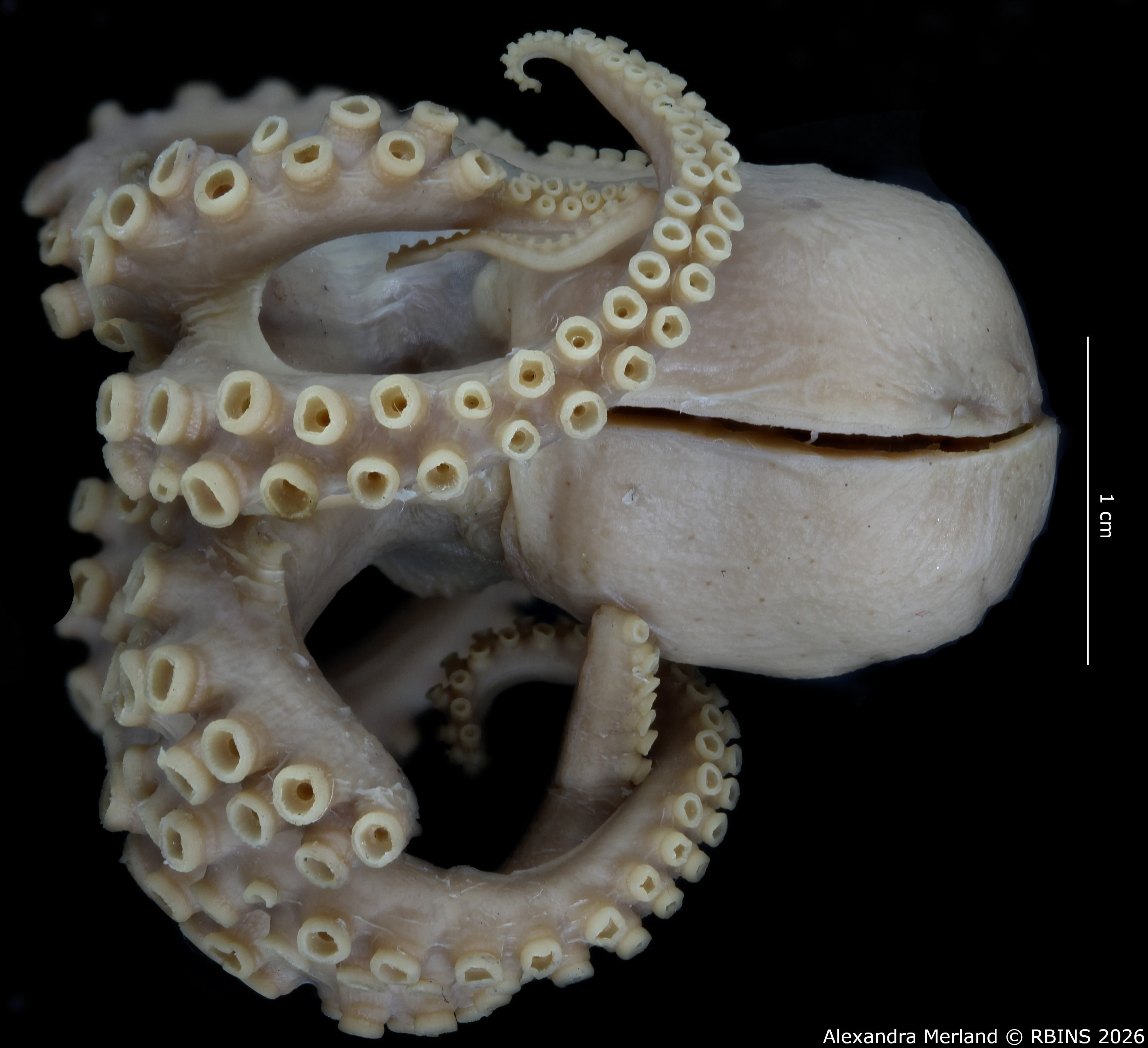 BE-RBINS-INV-MT-4259-Octopus-mercatoris-st-V.jpg