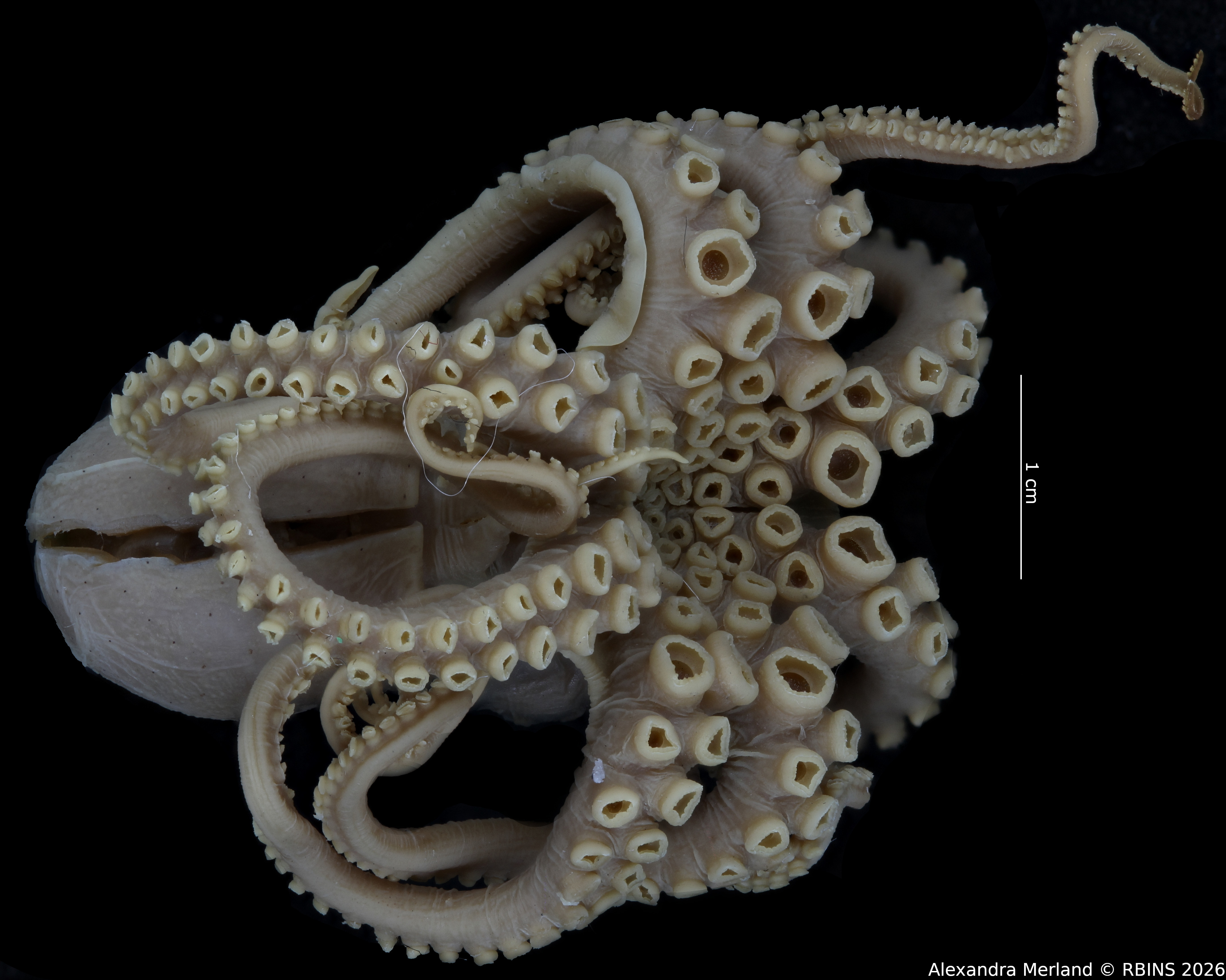 BE-RBINS-INV-MT-4258-Octopus-mercatoris-st-back.jpg