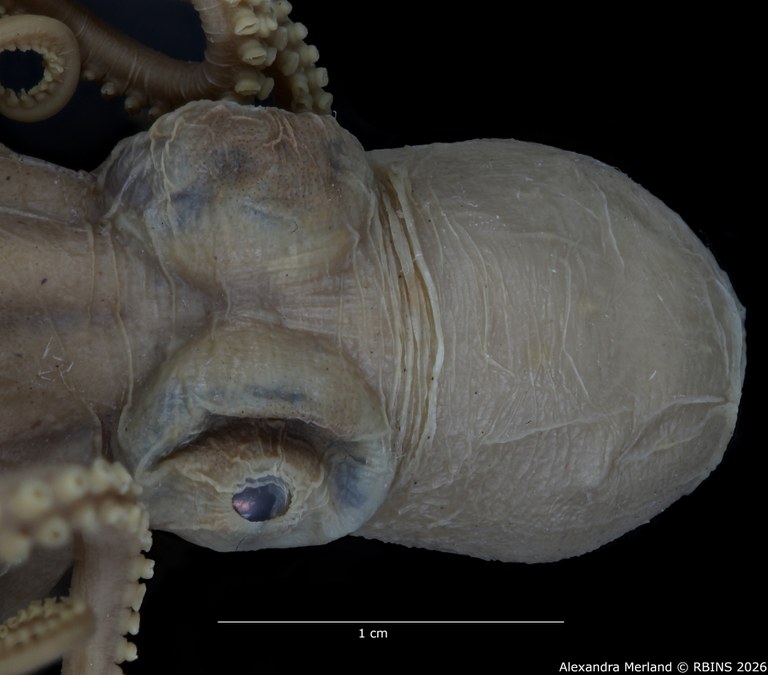 BE-RBINS-INV-MT-4258-Octopus-mercatoris-st-eyes.jpg