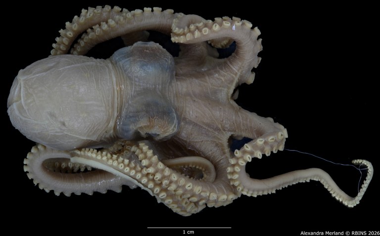 BE-RBINS-INV-MT-4258-Octopus-mercatoris-st-face.jpg