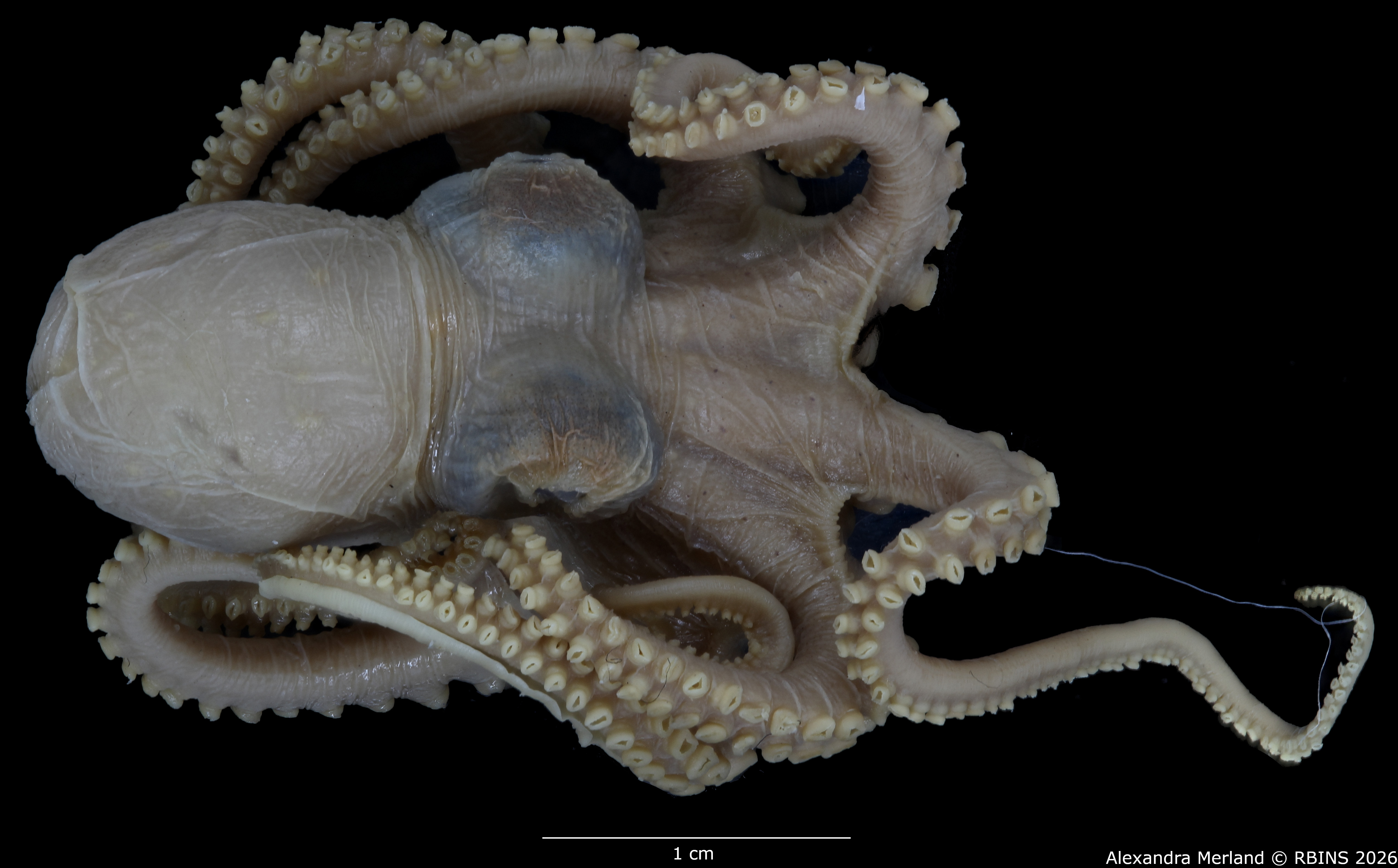 BE-RBINS-INV-MT-4258-Octopus-mercatoris-st-face.jpg