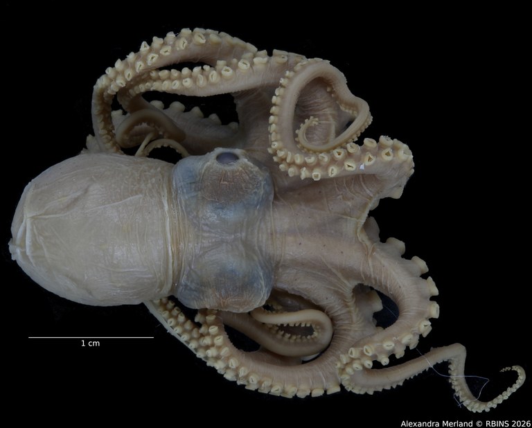 BE-RBINS-INV-MT-4258-Octopus-mercatoris-st-face2.jpg