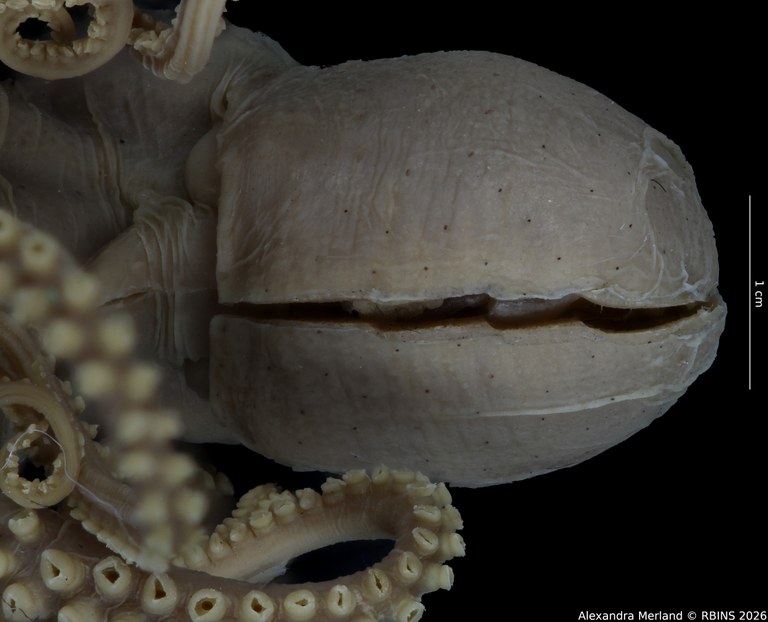 BE-RBINS-INV-MT-4258-Octopus-mercatoris-st-headback.jpg