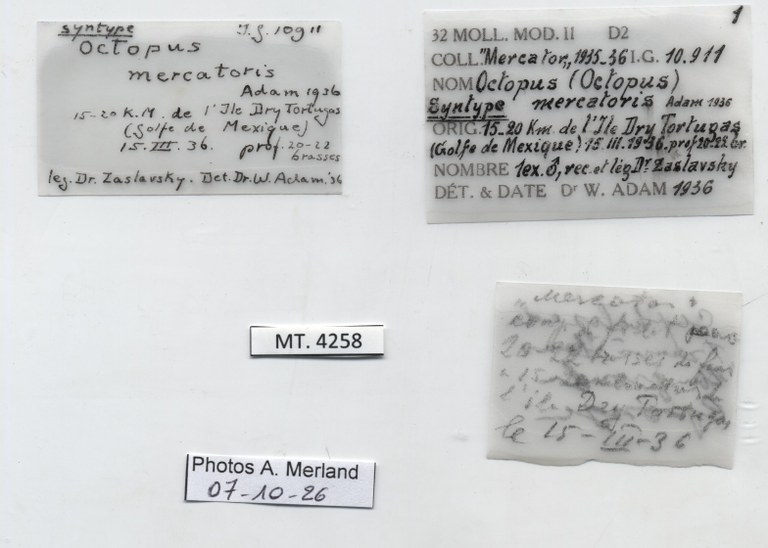 BE-RBINS-INV-MT-4258-Octopus-mercatoris-st-label.jpg