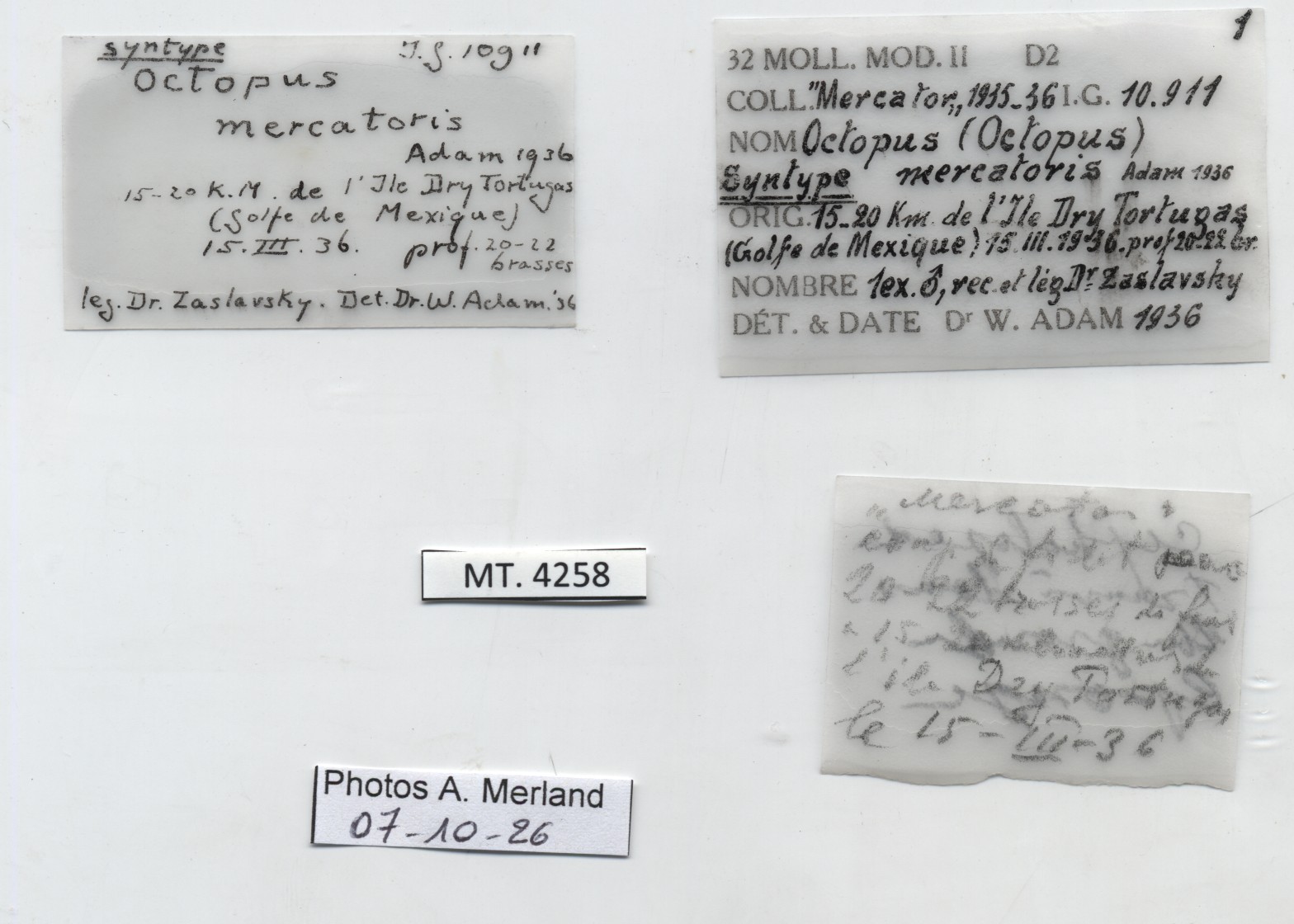 BE-RBINS-INV-MT-4258-Octopus-mercatoris-st-label.jpg