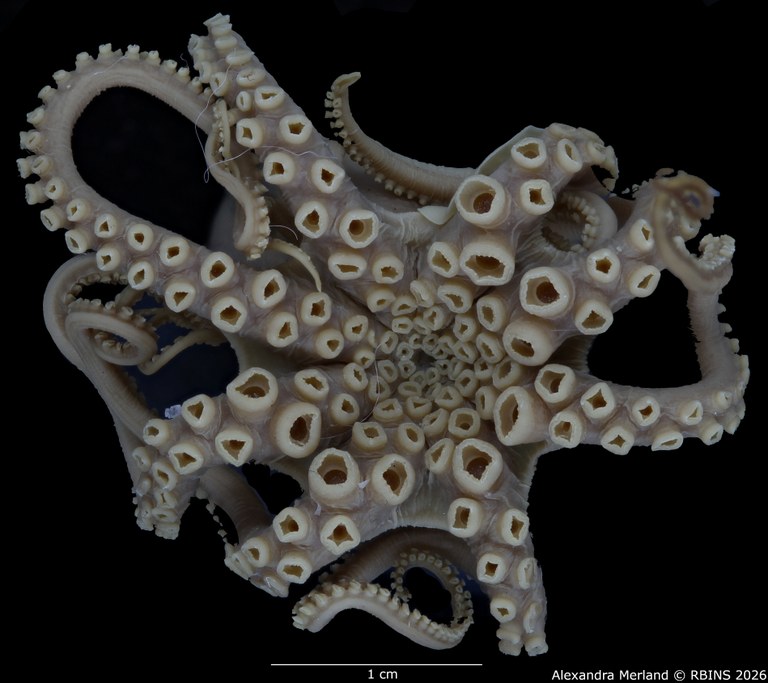 BE-RBINS-INV-MT-4258-Octopus-mercatoris-st-tentacles.jpg