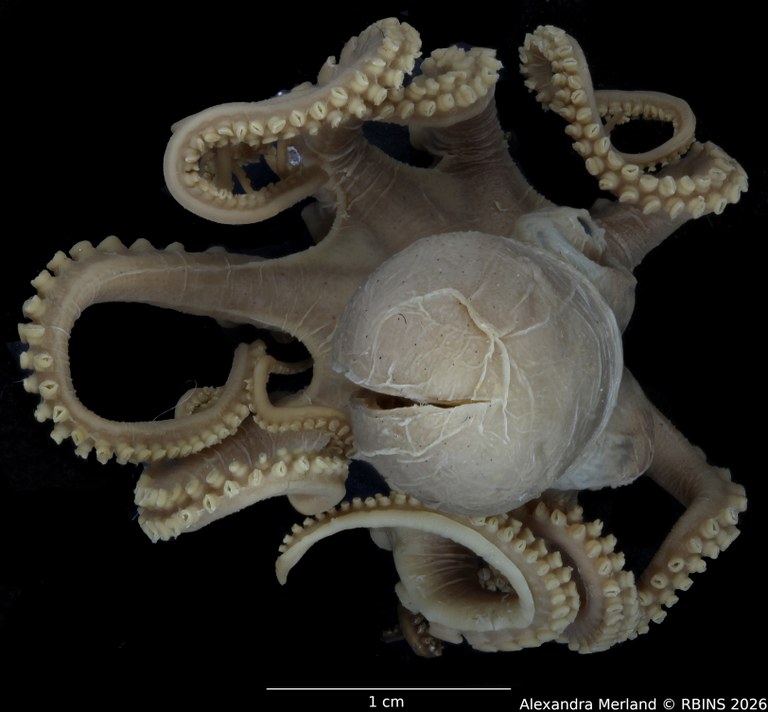 BE-RBINS-INV-MT-4258-Octopus-mercatoris-st-tophead.jpg