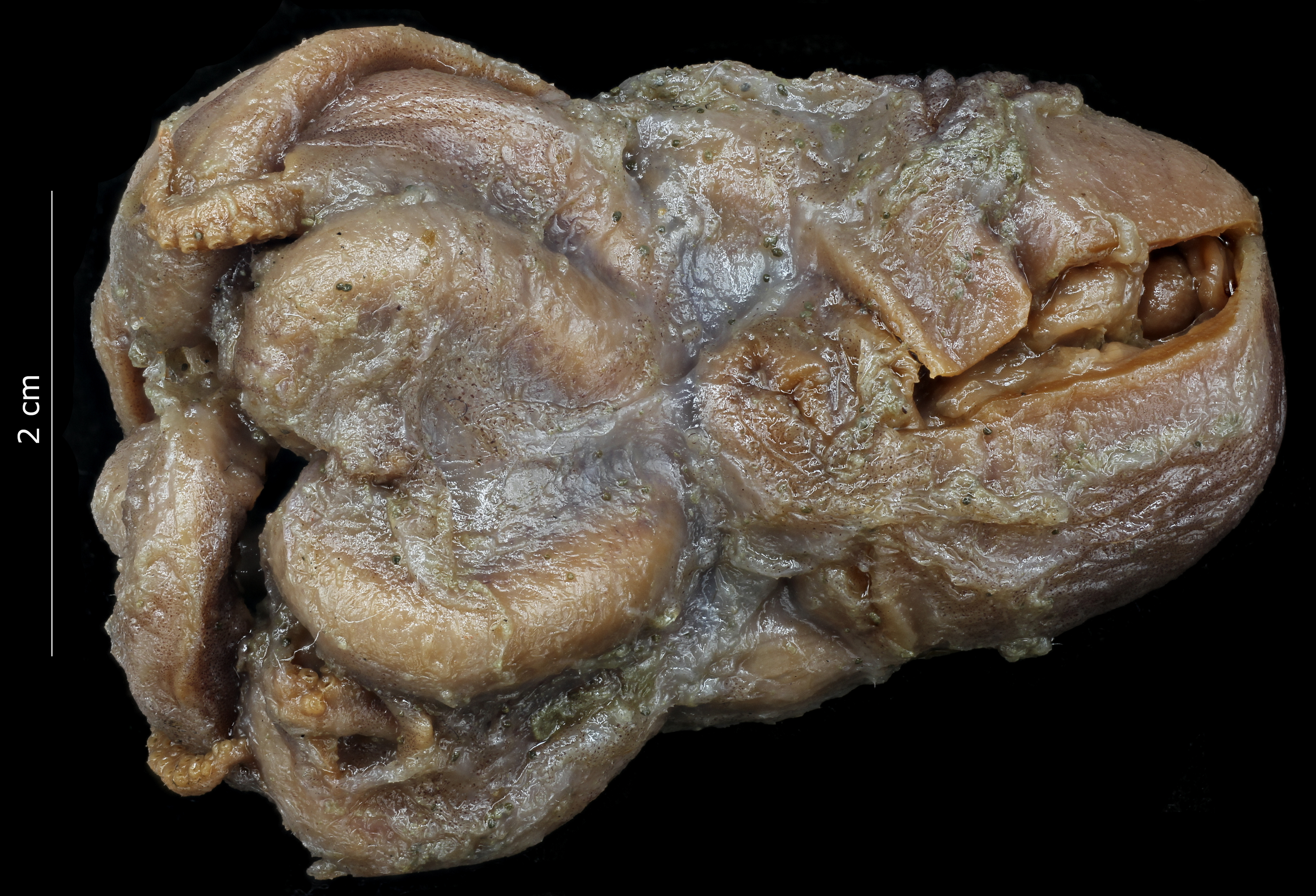 BE-RBINS-INV NO TYPE MALE Octopus sponsalis IG.22115 PHOTO NUMBER ONE.jpg