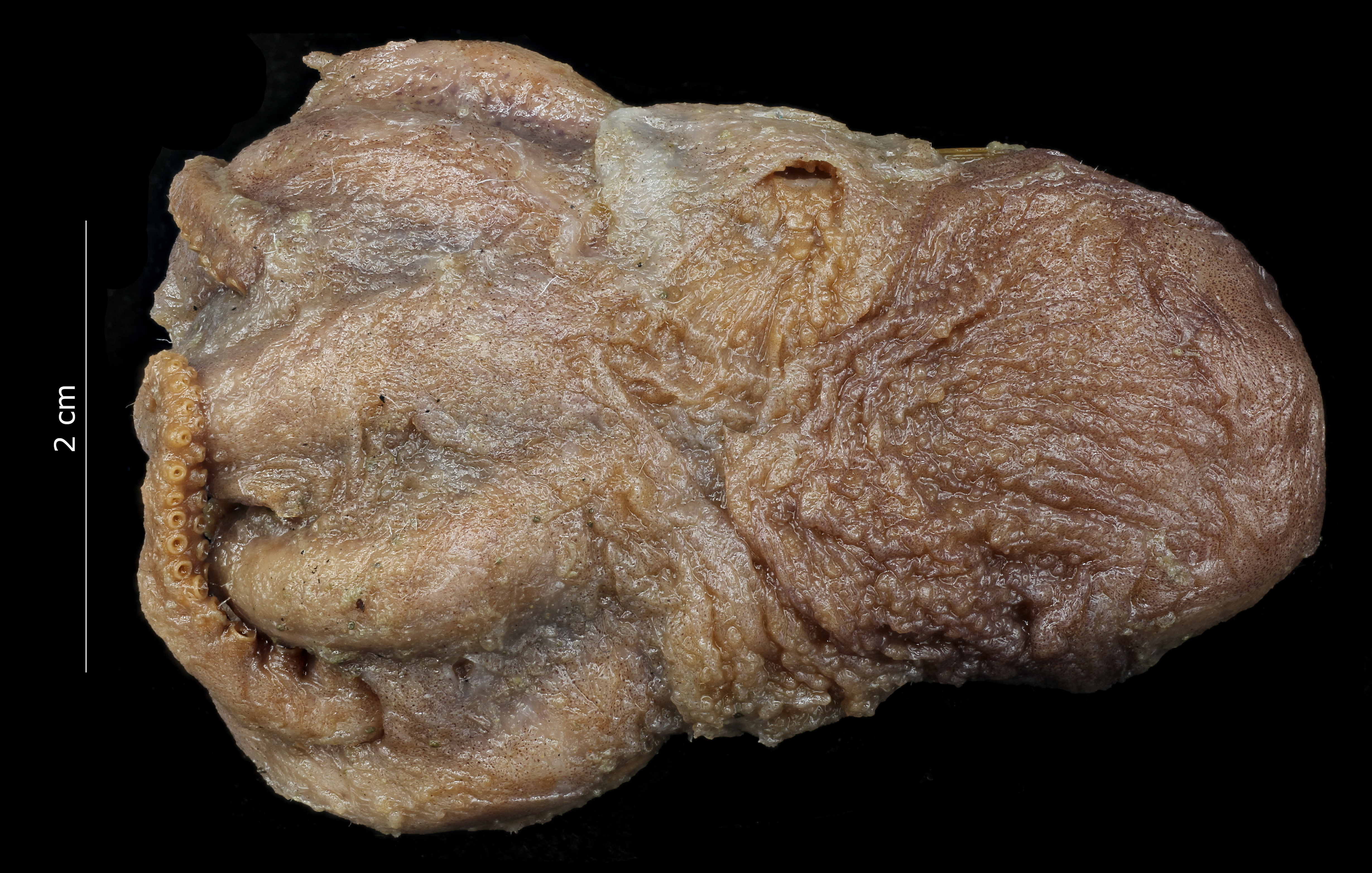 BE-RBINS-INV NO TYPE MALE Octopus sponsalis IG.22115 PHOTO NUMBER TWO.jpg