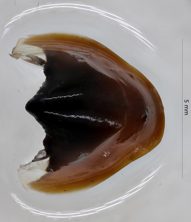 BE-RBINS-INV NO TYPE MALE Octopus sponsalis IG.22115 BEAK.jpg BE-RBINS-INV NO TYPE MALE Octopus sponsalis IG.22115 BEAK.jpg