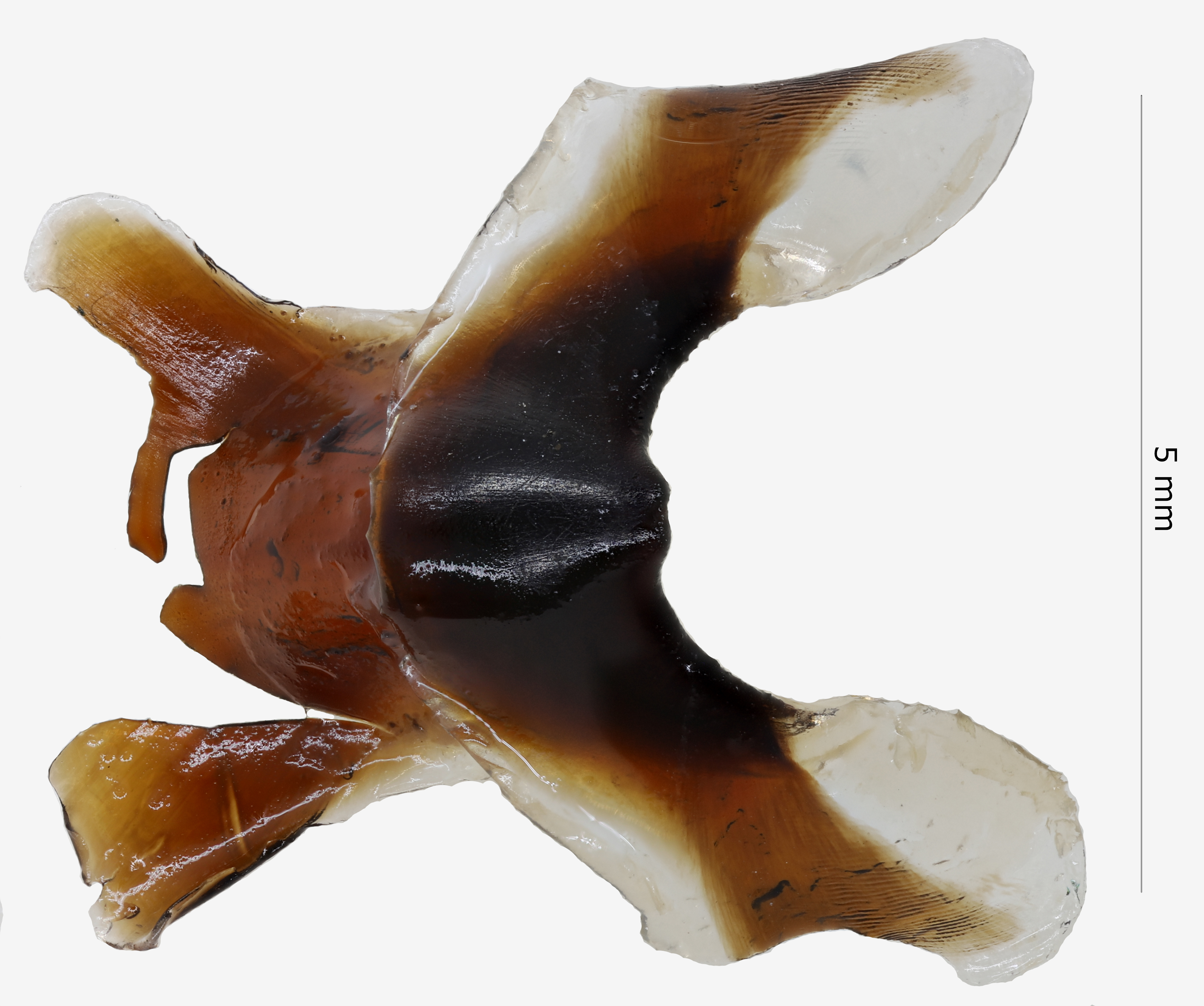 BE-RBINS-INV NO TYPE MALE Octopus sponsalis IG.22115 BEAK.jpg