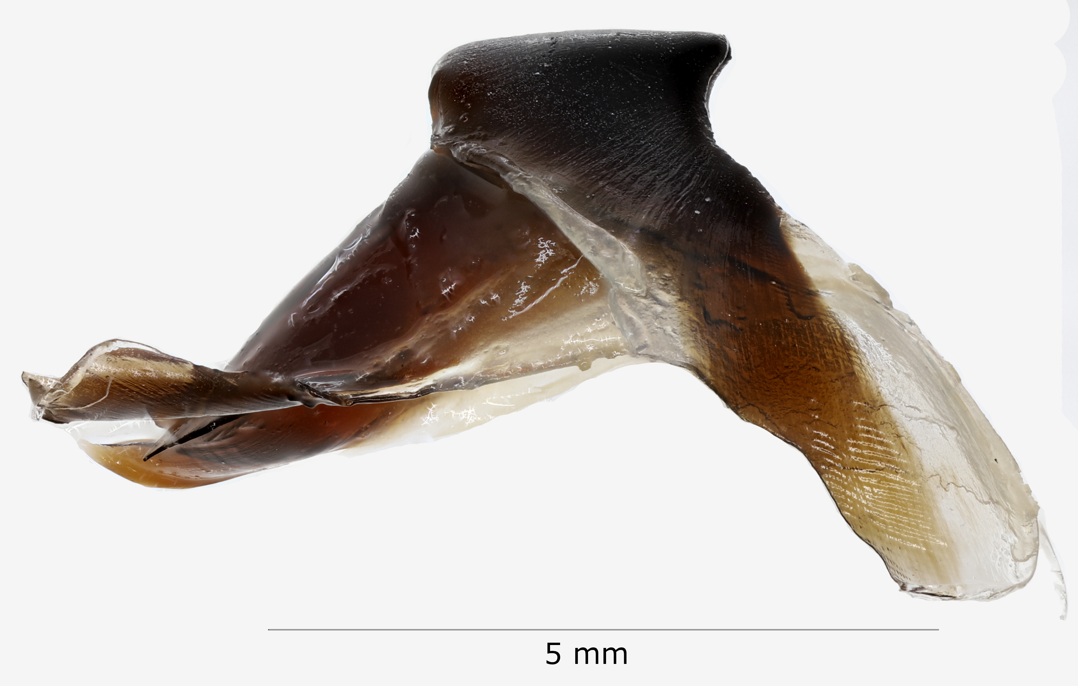 BE-RBINS-INV NO TYPE MALE Octopus sponsalis IG.22115 BEAK.jpg