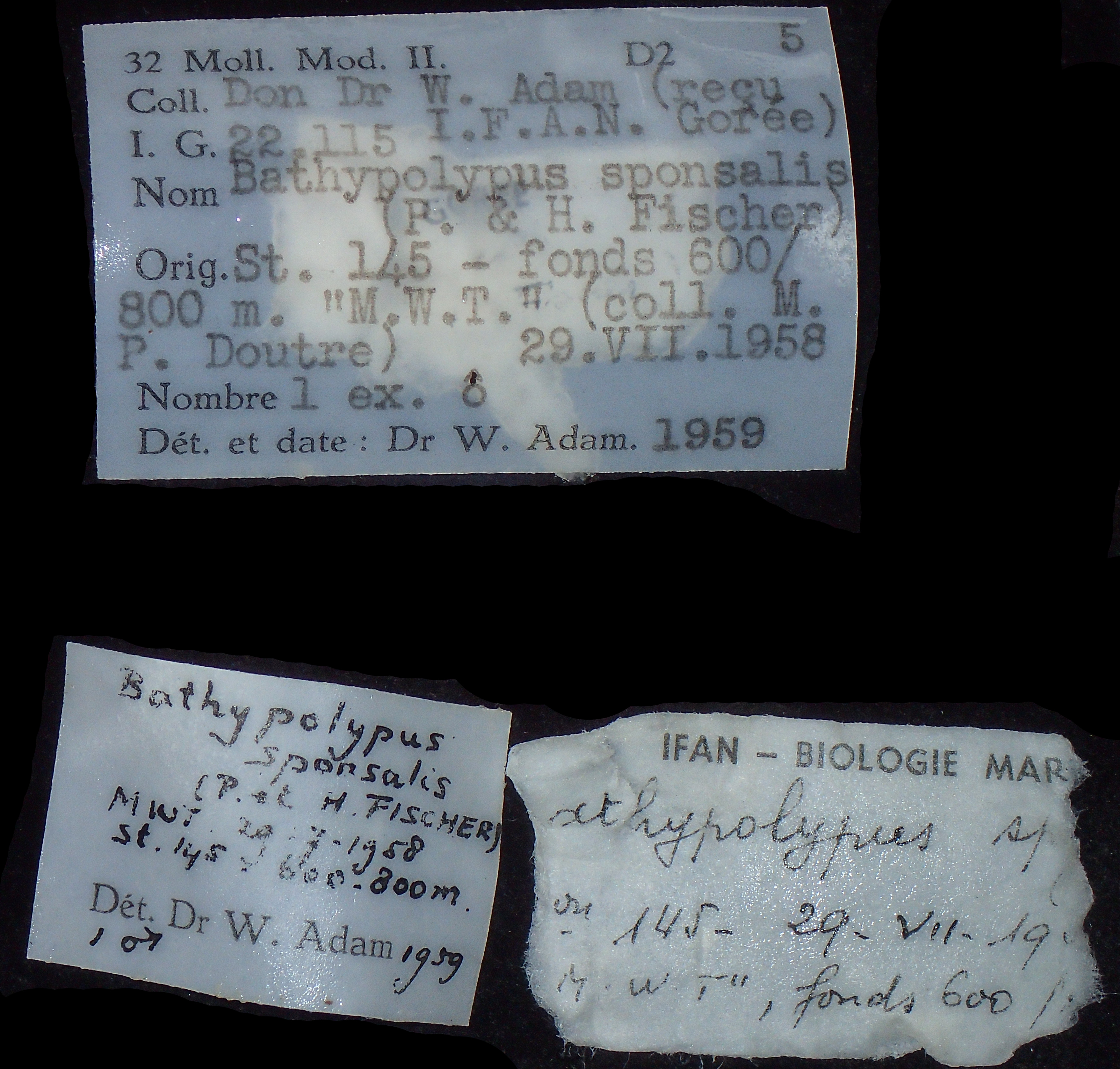 BE-RBINS-INV NO TYPE MALE Octopus sponsalis IG.22115 LABELS.jpg