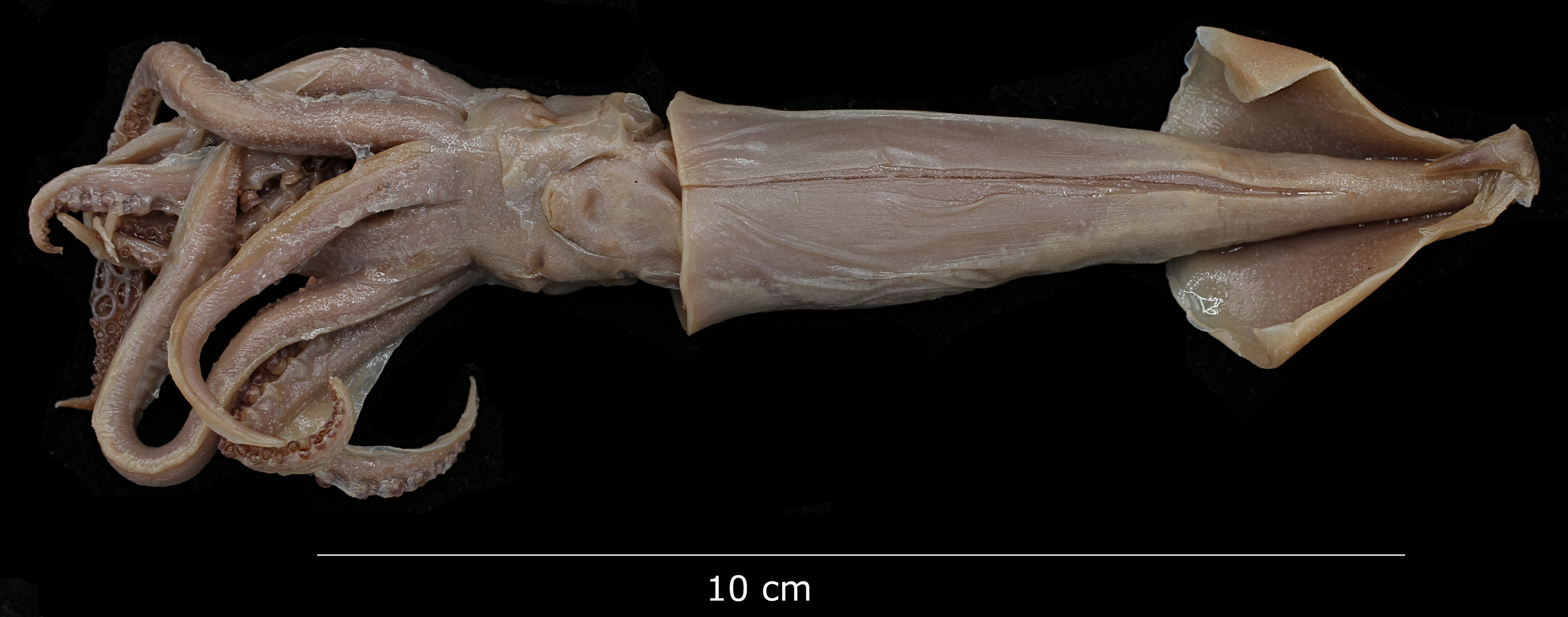 BE-RBINS-INV PARATYPE MALE IG.22115 Ornithoteuthis volatilis antillarum PHOTO NUMBER TWO.jpg