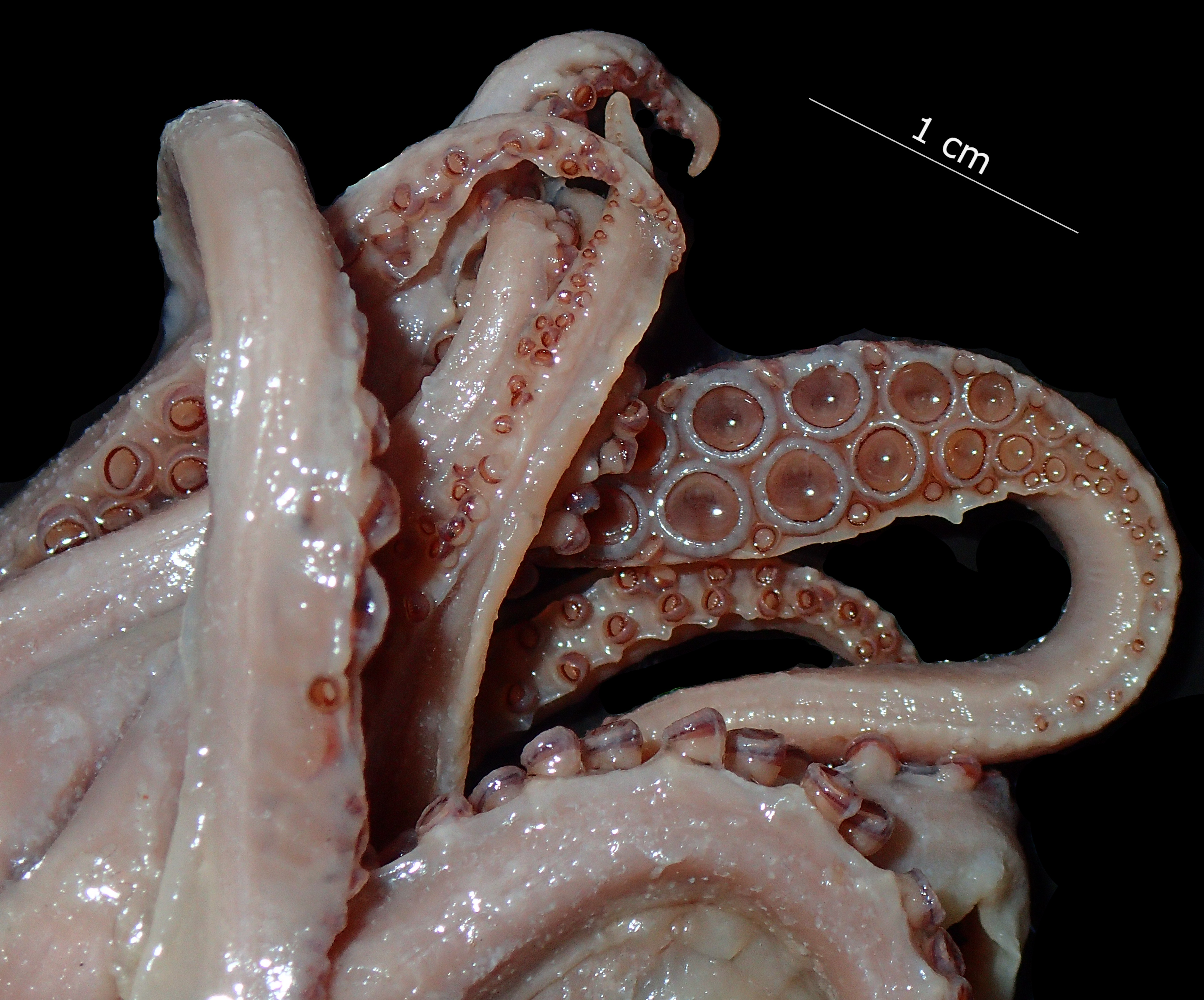 BE-RBINS-INV PARATYPE MALE IG.22115 Ornithoteuthis volatilis antillarum TENTACLES DETAILS.jpg