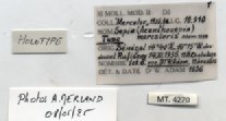 BE-RBINS-INV-MT-4270-Sepia-(Acanthosepia)-mercatoris-ht-label.jpg BE-RBINS-INV-MT-4270-Sepia-(Acanthosepia)-mercatoris-ht-label.jpg