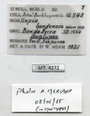 BE-RBINS-INV-MT-4272-Sepia-bandensis-st-label.jpg BE-RBINS-INV-MT-4272-Sepia-bandensis-st-label.jpg