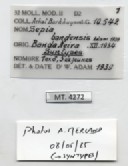 BE-RBINS-INV-MT-4272-Sepia-bandensis-st-label.jpg