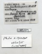 BE-RBINS-INV-MT-4271-Sepia-bandensis-st-label.jpg BE-RBINS-INV-MT-4271-Sepia-bandensis-st-label.jpg