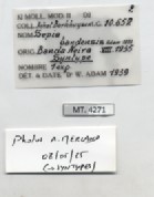 BE-RBINS-INV-MT-4271-Sepia-bandensis-st-label.jpg