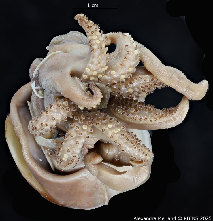 BE-RBINS-INV-MT-4271-Sepia-bandensis-st-Tentacles.jpg BE-RBINS-INV-MT-4271-Sepia-bandensis-st-Tentacles.jpg