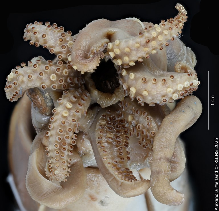 BE-RBINS-INV-MT-4271-Sepia-bandensis-st-Tentacles2.jpg BE-RBINS-INV-MT-4271-Sepia-bandensis-st-Tentacles2.jpg