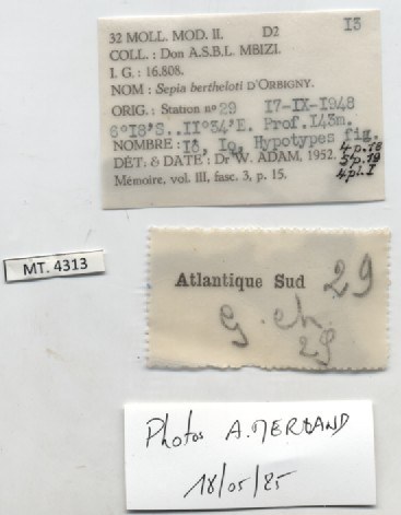 BE-RBINS-INV-MT-4313-Sepia-bertheloti-hpt-label.jpg BE-RBINS-INV-MT-4313-Sepia-bertheloti-hpt-label.jpg